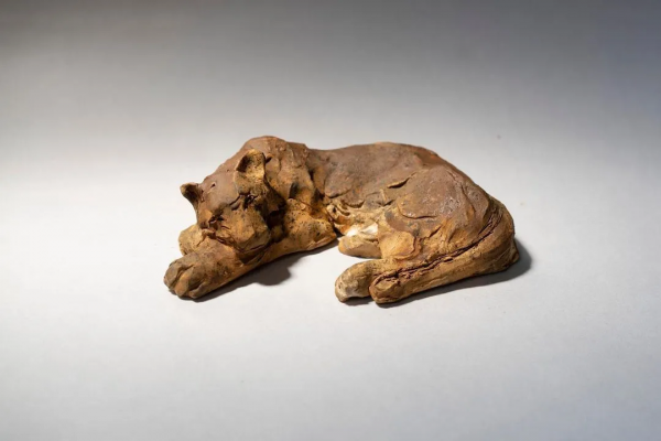 Yu Seto：復古與現代交織下動物的神態與感情