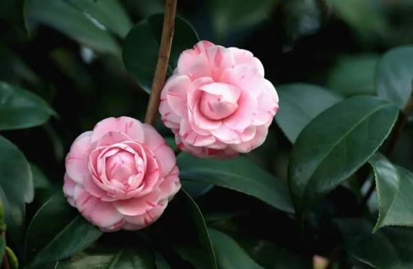 這4種花冬天也能開爆盆，快養一盆吧