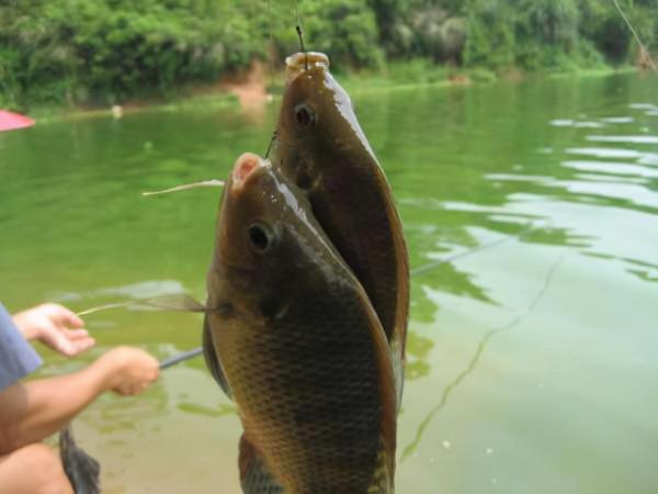 秋分到，秋收忙，野釣釣點這麼找，打窩誘魚能事半功倍