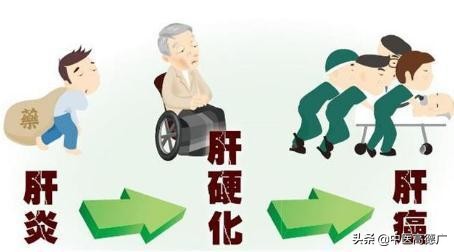 保肝護肝中草藥，威猛虎杖，清新連翹