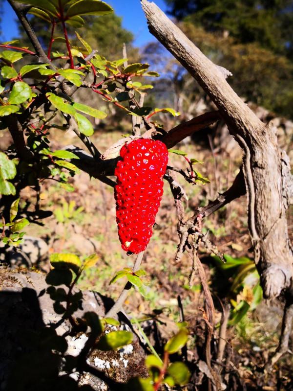 梅里雪山腳的世外桃源雨崩之旅第五天一一尼農峽谷 梅里雪山腳的世外桃源雨崩之旅第五天一一尼農峽谷
