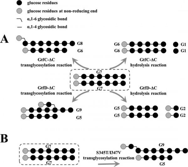 J. Agric. Food Chem.│兩個關鍵氨基酸殘基的定向突變改變來自耐熱芽孢桿菌的4,6-α-葡萄糖轉移酶的產物結構 J. Agric. Food Chem.│兩個關鍵氨基酸殘基的定向突變改變來自耐熱芽孢桿菌的4,6-α-葡萄糖轉移酶的產物結構