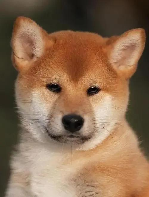 飛飛小狗,迄今為止我見過的最可愛懂事,最感人的狗,可結局悲傷 飛飛小狗,迄今為止我見過的最可愛懂事,最感人的狗,可結局悲傷