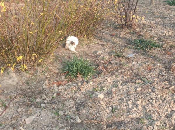 植物園的動物 植物園的動物