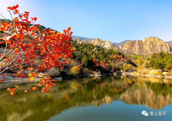 氣溫驟降,昌平這6個賞紅葉地即將登場,提前收藏 氣溫驟降,昌平這6個賞紅葉地即將登場,提前收藏