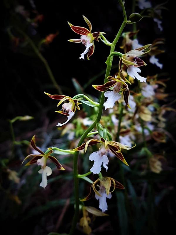 幽蘭花，在空山——蘭花之美（6） 根節蘭