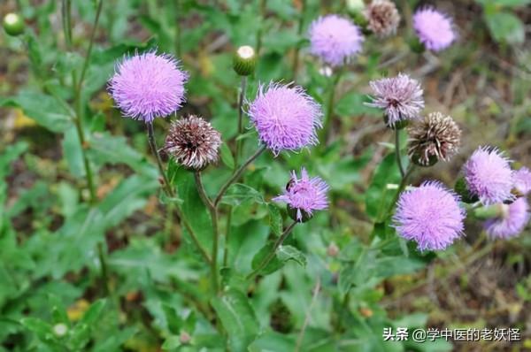 每天學習一味中藥——小薊 每天學習一味中藥——小薊