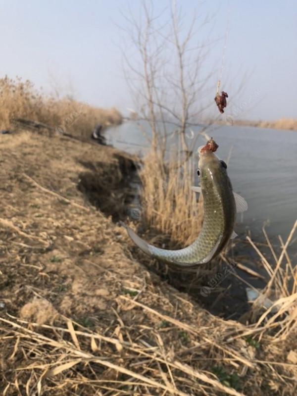 2022垂釣日誌之1，成子湖支流這河魚怎麼這麼瘋