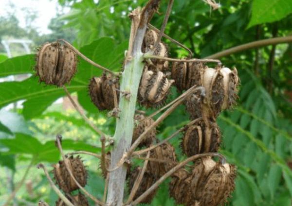 “美麗有毒”的植物,快來認識11種“毒花毒果”,不吃虧不上當 “美麗有毒”的植物,快來認識11種“毒花毒果”,不吃虧不上當