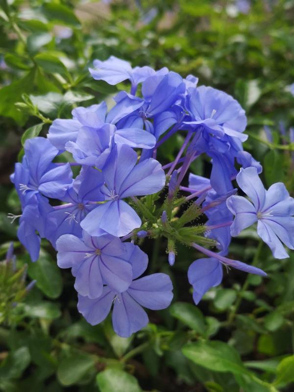 8種花，插土裡就能活，簡直是懶人“福音”