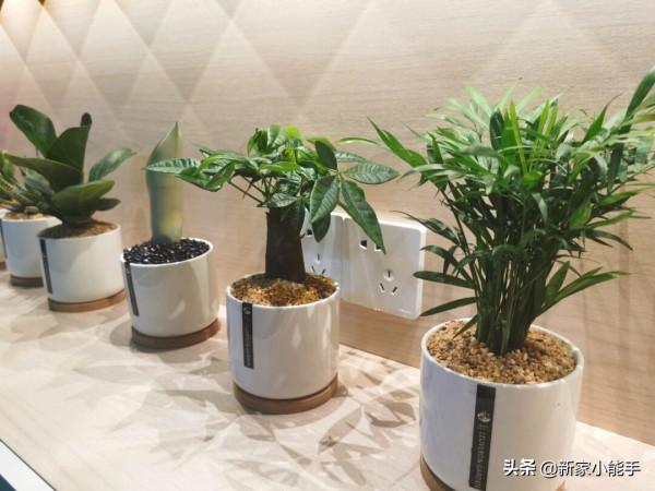 年後喬遷入住新房，放棄常規電視機選擇投影儀，一家人都滿意