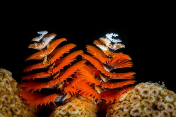 海洋探索｜海底綻放的&OpenCurlyDoubleQuote;聖誕樹&rdquo;&mdash;&mdash;大旋鰓蟲