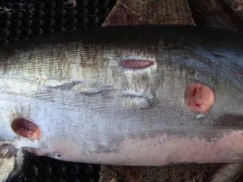 它們有個綽號——恐怖咬鯨怪