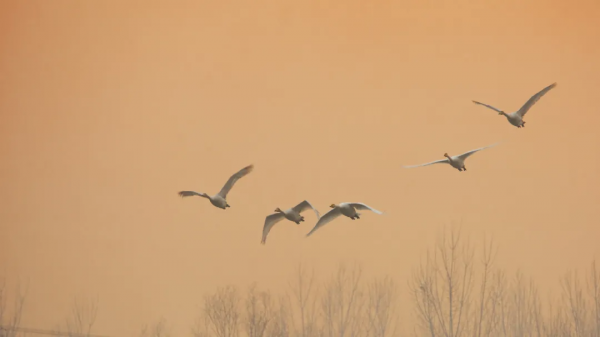 冬日精靈出沒山東！又是一年候鳥季，畫面美翻了！