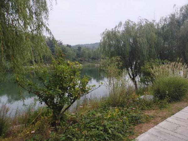 打卡網紅地 觀賞粉黛子