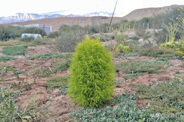 新疆遊記 | 塔什庫爾幹:有一個朋友叫“老卡” 新疆遊記 | 塔什庫爾幹:有一個朋友叫“老卡”