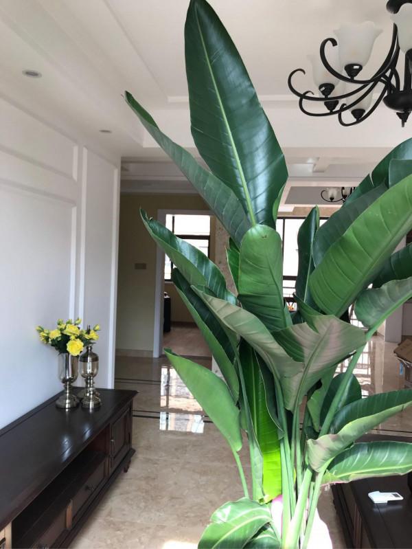 6種花葉子超大,養在客廳很有範,“吉祥”又美麗,深受主婦喜愛 6種花葉子超大,養在客廳很有範,“吉祥”又美麗,深受主婦喜愛