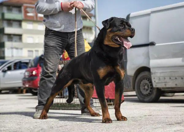 這幾種狗真的不值得買,越養越心累 這幾種狗真的不值得買,越養越心累
