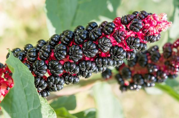 瀉下利水、消腫散結的商陸