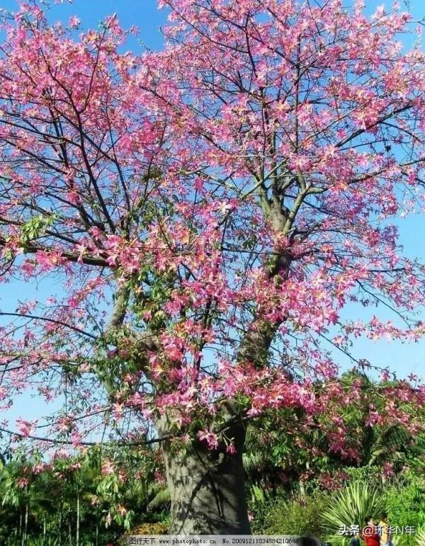 南方花開（旅行遊記）