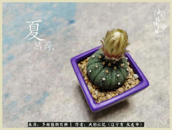 大千世界，與多肉共享