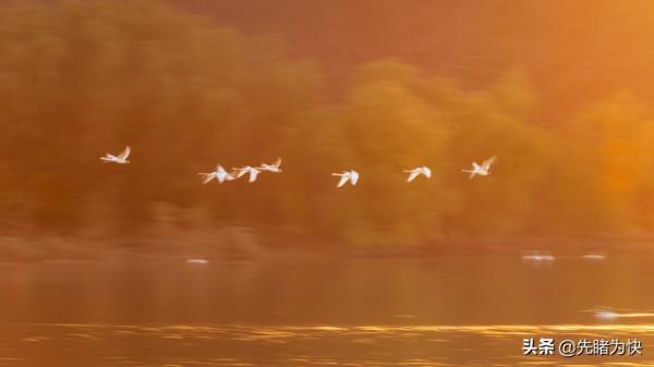 初冬的天鵝湖美成了一幅畫