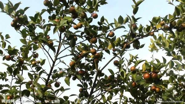 當年湘南農村的“茶籽”樹，漸行漸遠……