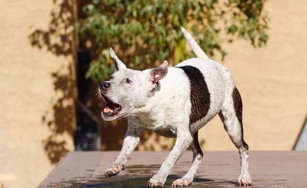 狗衝著空氣狂吠，究竟是怎麼回事？狗真能看到人類看不到的東西？