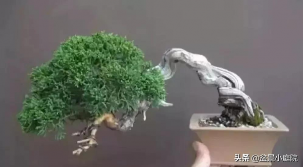 盆景橫樁，臥式低頭之美