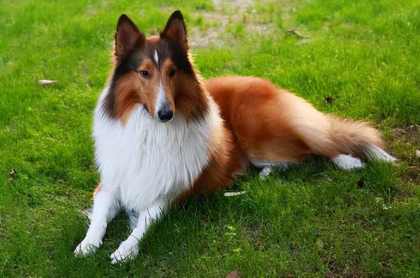 狗狗品種介紹大全！我們應該怎麼挑選適合自己的狗狗？