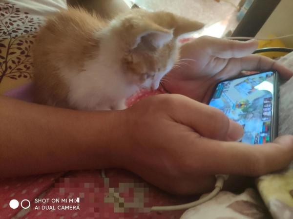 夏天的時候在田地裡收養的小貓咪，如今已然變成了胖橘