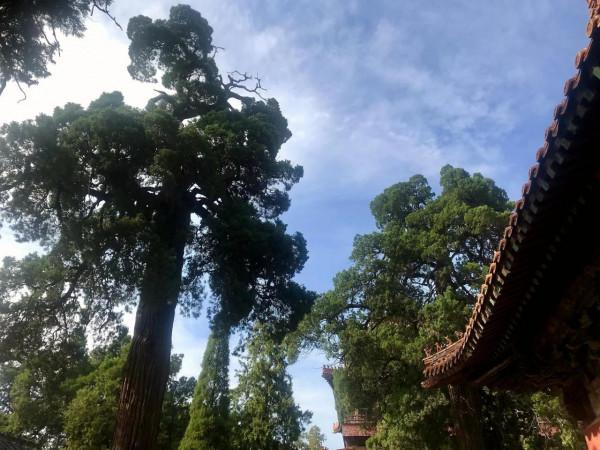 曲阜丨闕里至聖廟,慢步在孔廟營建的演進往事中 曲阜丨闕里至聖廟,慢步在孔廟營建的演進往事中