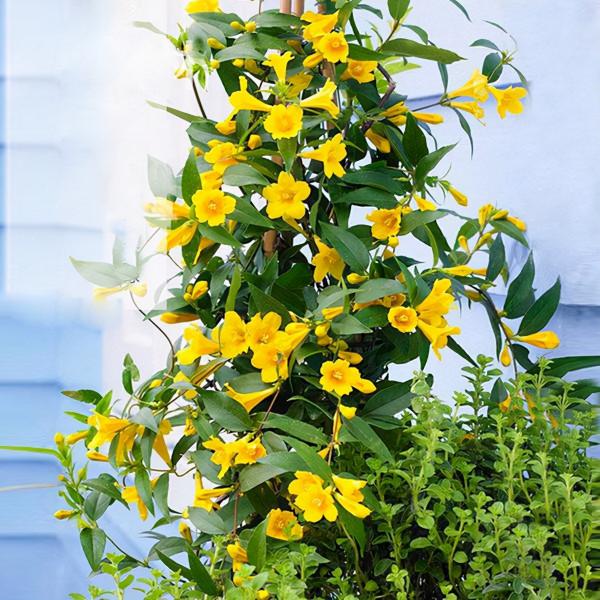 100種有毒的花和果，生活中很常見，出門要小心，避免受傷害