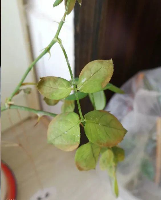 消滅月季“光桿”正當時,用對方法,15天新葉滿滿 消滅月季“光桿”正當時,用對方法,15天新葉滿滿