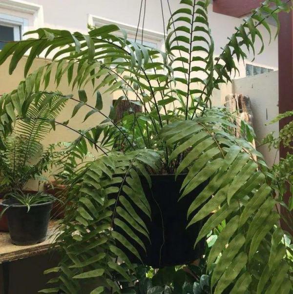 大葉子耐陰花，室內一定養，葉子比臉大，真涼快