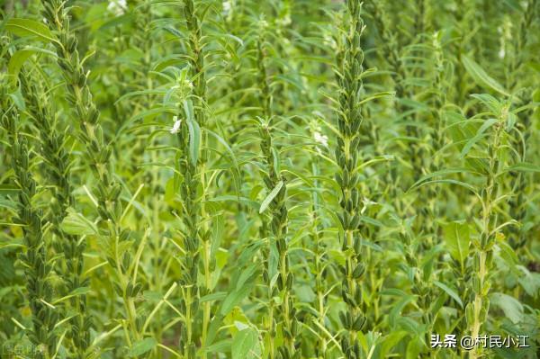 芝麻巧施肥,優質又增產 芝麻巧施肥,優質又增產