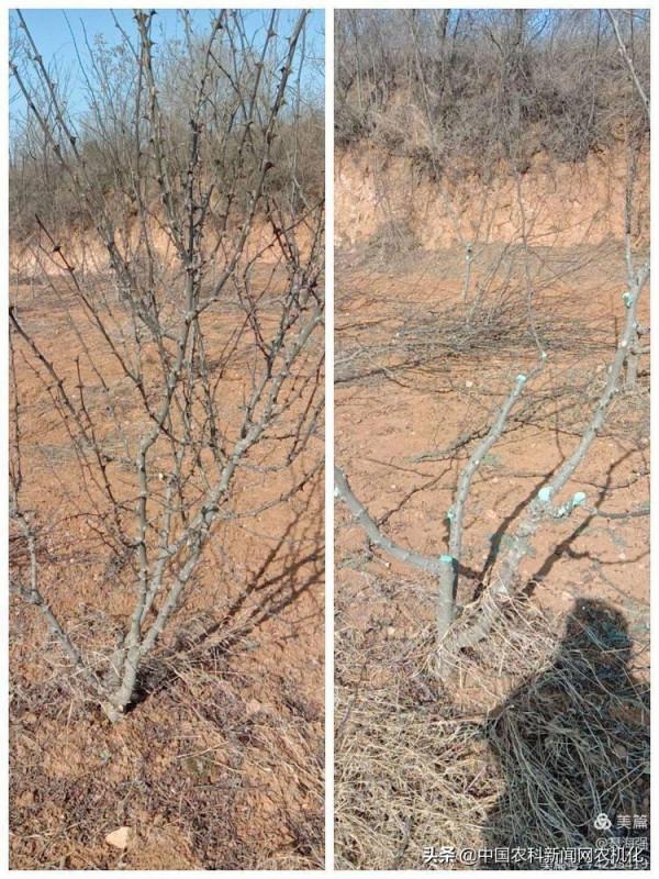 冬季修剪花椒樹，要想高產先修路