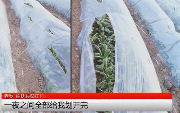 農戶50畝薄膜被割，損失八十萬：人性是鏡子，照亮自己，看清他人