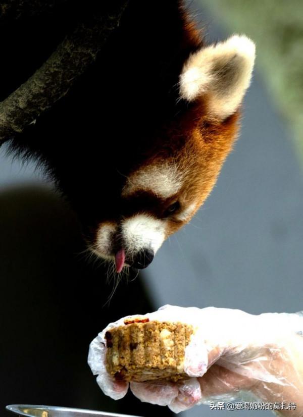快中秋了，看看動物吃“月餅”過中秋