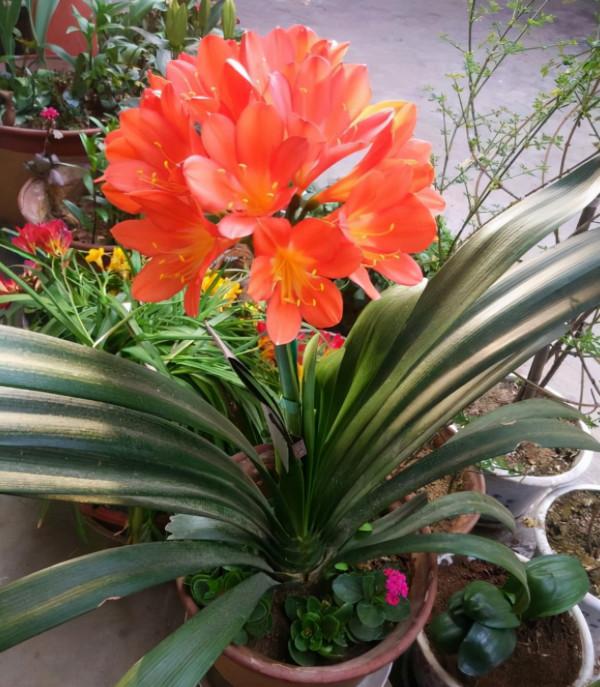 7種“漂亮花”紅火又吉利,冬天養一盆,花期在春節,旺財旺事業 7種“漂亮花”紅火又吉利,冬天養一盆,花期在春節,旺財旺事業