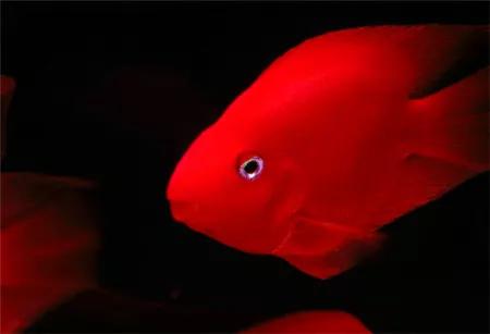 最漂亮的5種觀賞魚