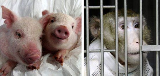 美國一患者接受豬心移植，成功存活，豬的器官為啥能用在人身上？