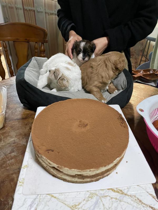 家有小狗初長成