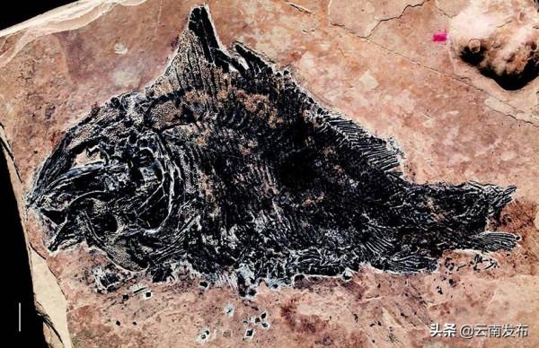 走進羅平生物群國家地質公園 探尋遠古生命印記