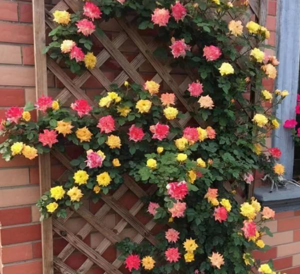 進入十月份天氣轉涼,藤本月季莫亂修剪,兩種情況要分清 進入十月份天氣轉涼,藤本月季莫亂修剪,兩種情況要分清