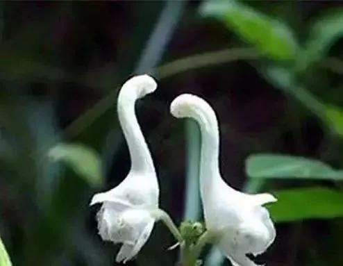 世界上100種奇花，你見過的有哪些