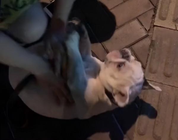 山東一小狗被大狗嚇到休克,主人趕緊給它按壓心臟,一旁大狗懵了 山東一小狗被大狗嚇到休克,主人趕緊給它按壓心臟,一旁大狗懵了