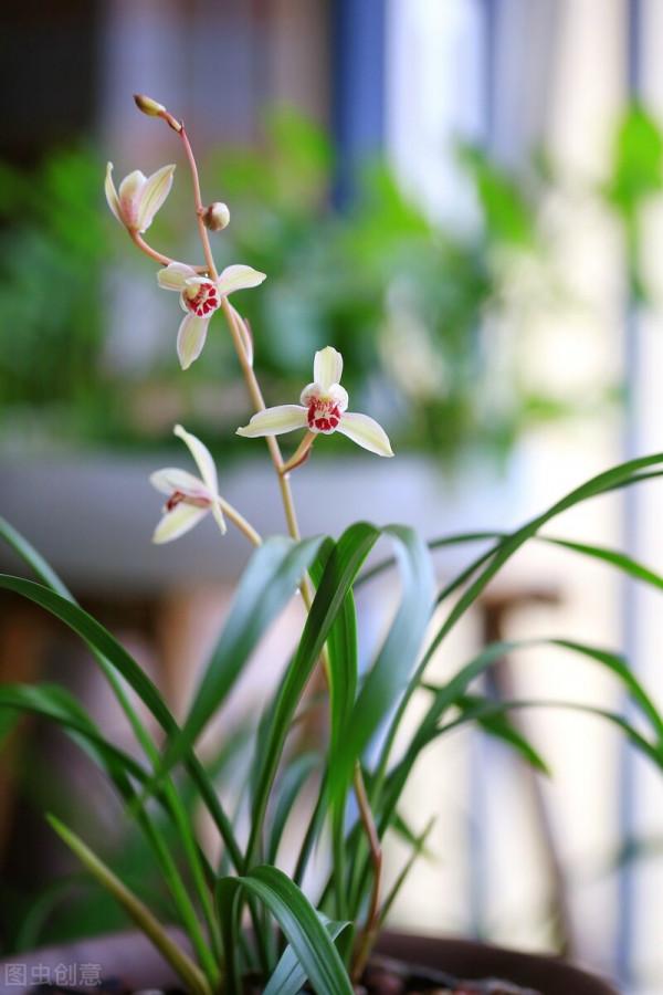 建蘭還不長花苞？催花方法教給你，爆盆變得很簡單