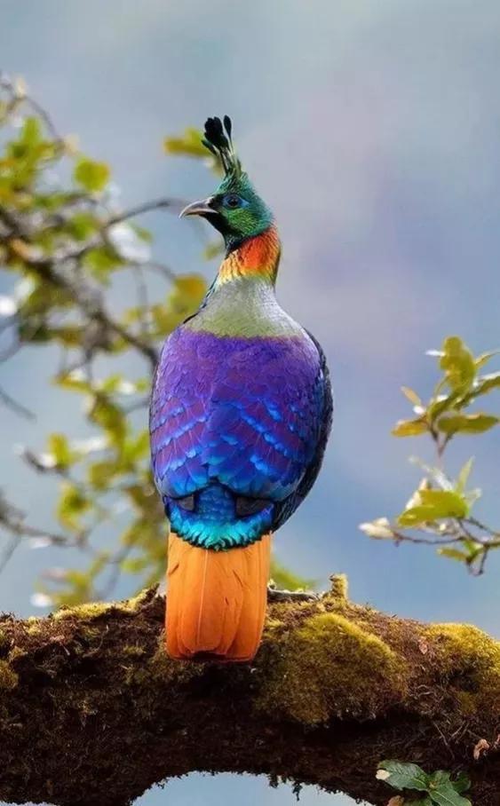 鳥語花香一一與你分享