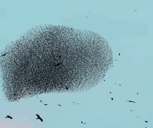 端著咖啡走路是一項鮮為人知的物理學壯舉 端著咖啡走路是一項鮮為人知的物理學壯舉